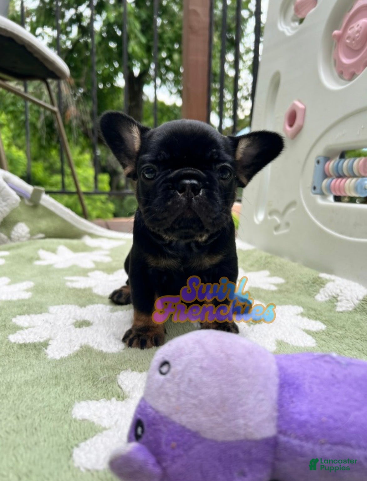 French Bulldog dogs Poppy - Ad 19