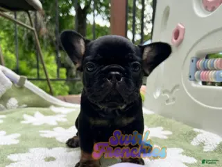 French Bulldog dogs Poppy - Ad 29