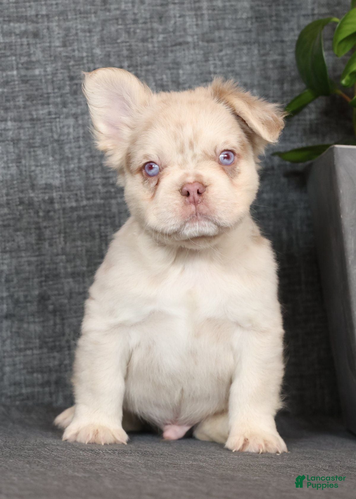 French Bulldog dogs Grant Fluffy Isabella Merle - Ad 2