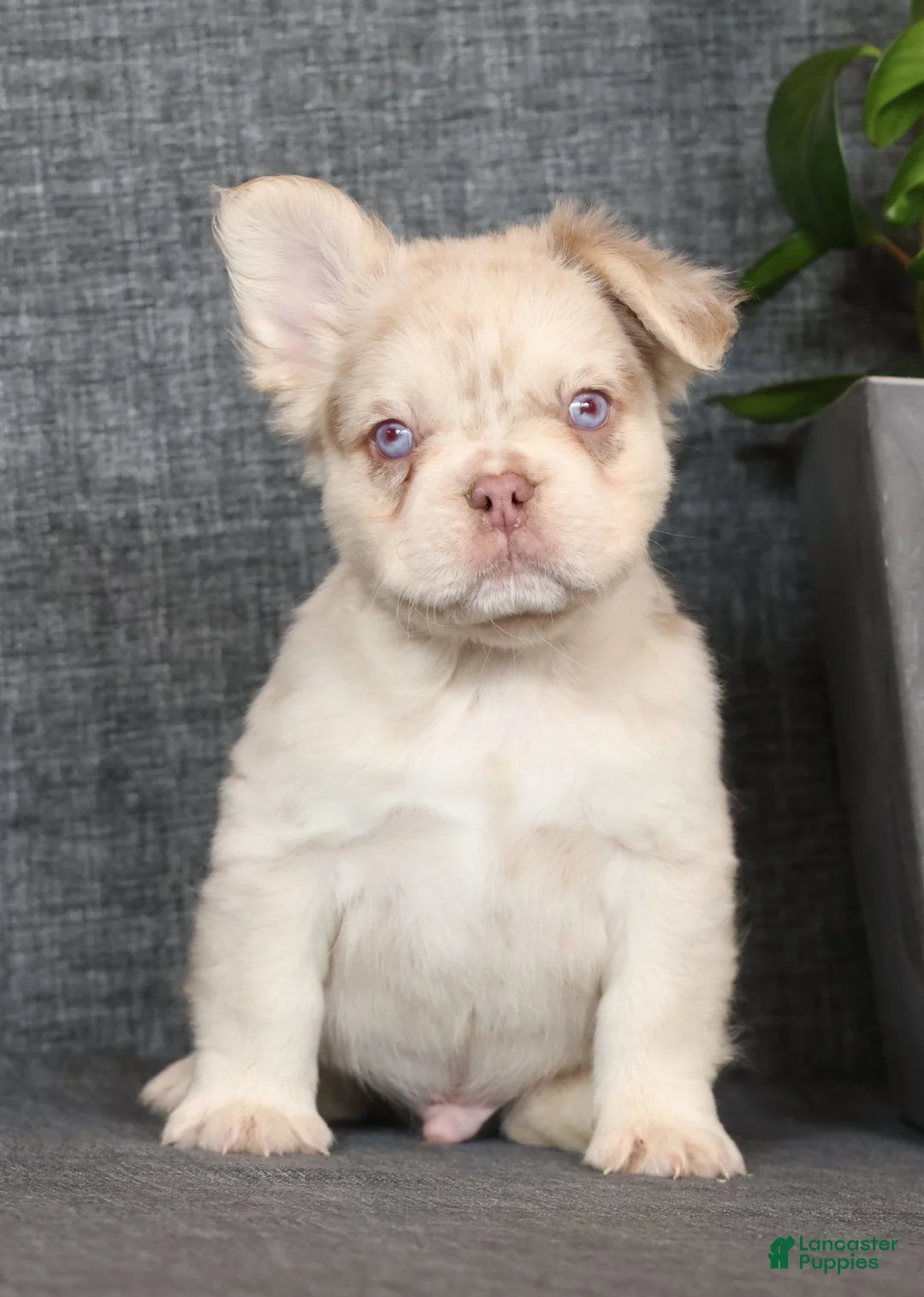 French Bulldog dogs for sale: Grant Fluffy Isabella Merle - Ad 2