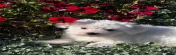 Coton De Tulear dogs for sale: Charles  - Ad 2