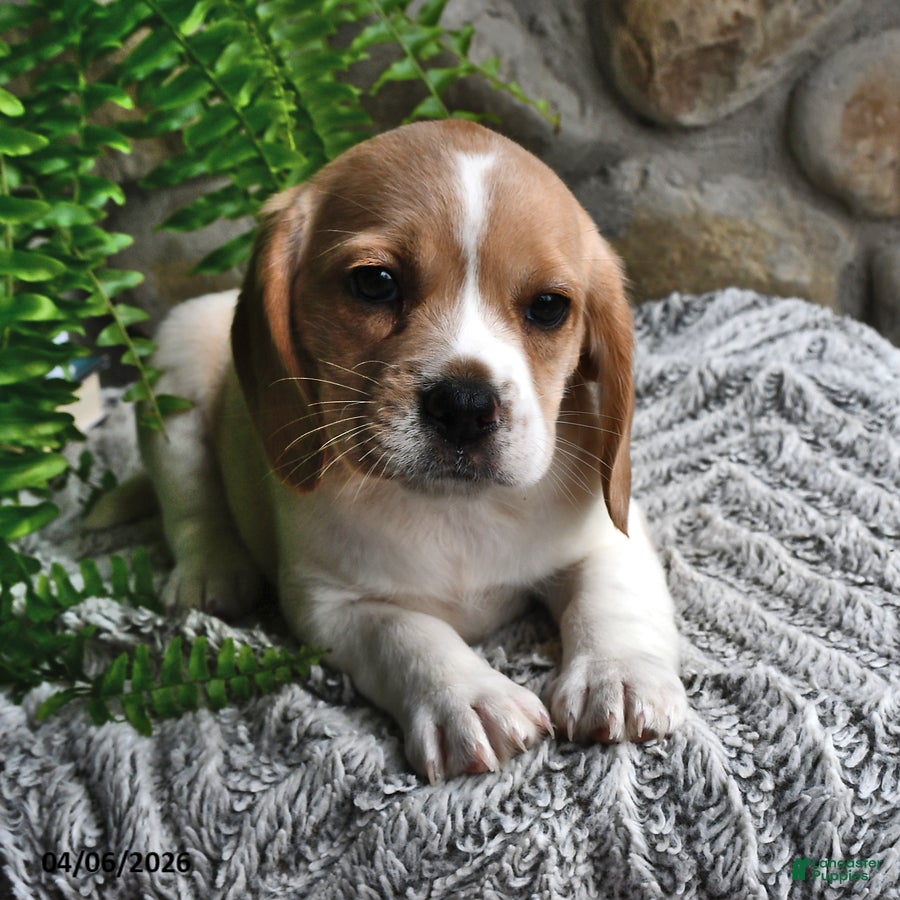 Mixed Breed dogs Lilly - Ad 1