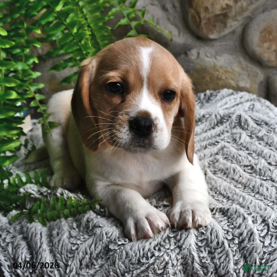 Mixed Breed dogs for sale: Lilly - Ad 1