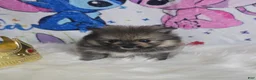 Pomeranian dogs for sale: Beastie - Ad 6