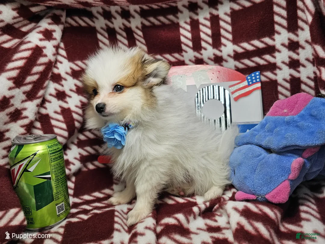 Pomeranian dogs for sale: Fidel (party) - Ad 1