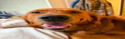 Golden Retriever dogs for sale: Golden Retriever 1 - Ad 10
