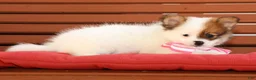Pomeranian dogs for sale: Shelly - Ad 6