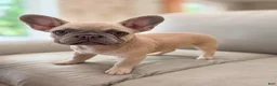 French Bulldog dogs for sale: French Bulldog Puppy 3 - Ad 3