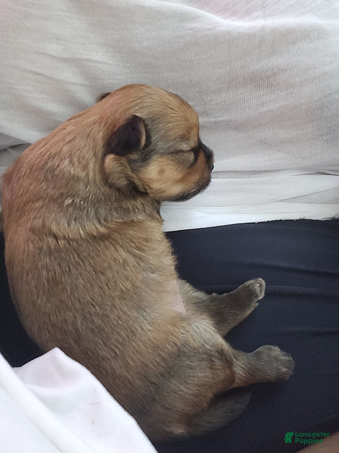 Mixed Breed dogs for sale: Miracle  - Ad 2