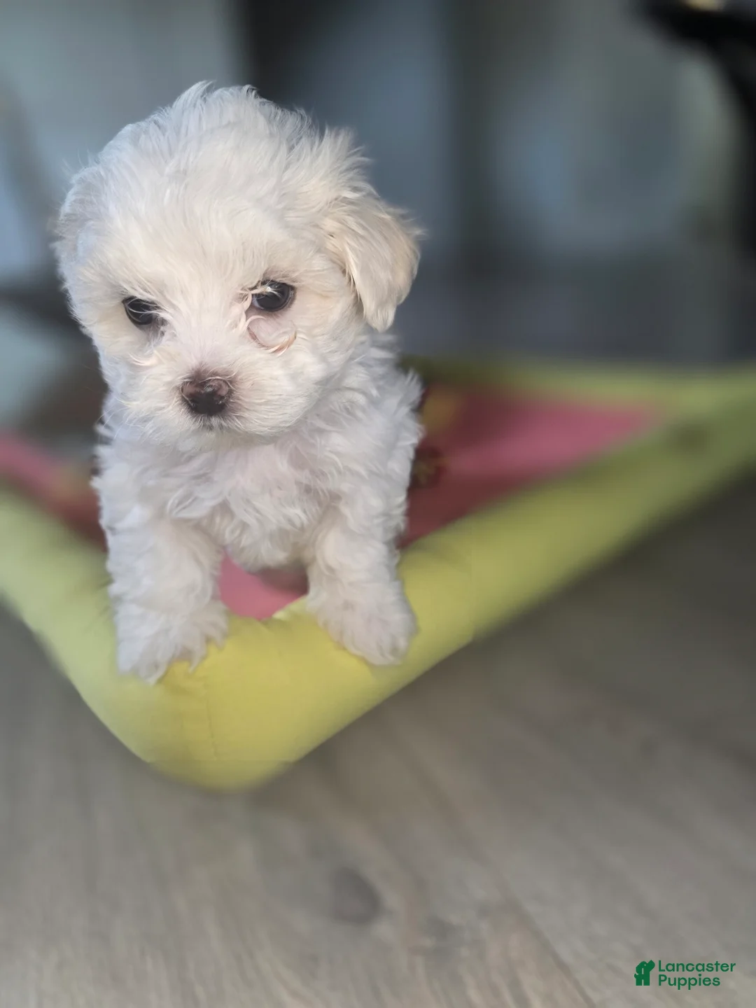 Maltese dogs for sale: 🐶 Female Maltese Puppy – Sweet, Playful & Petite - Ad 7