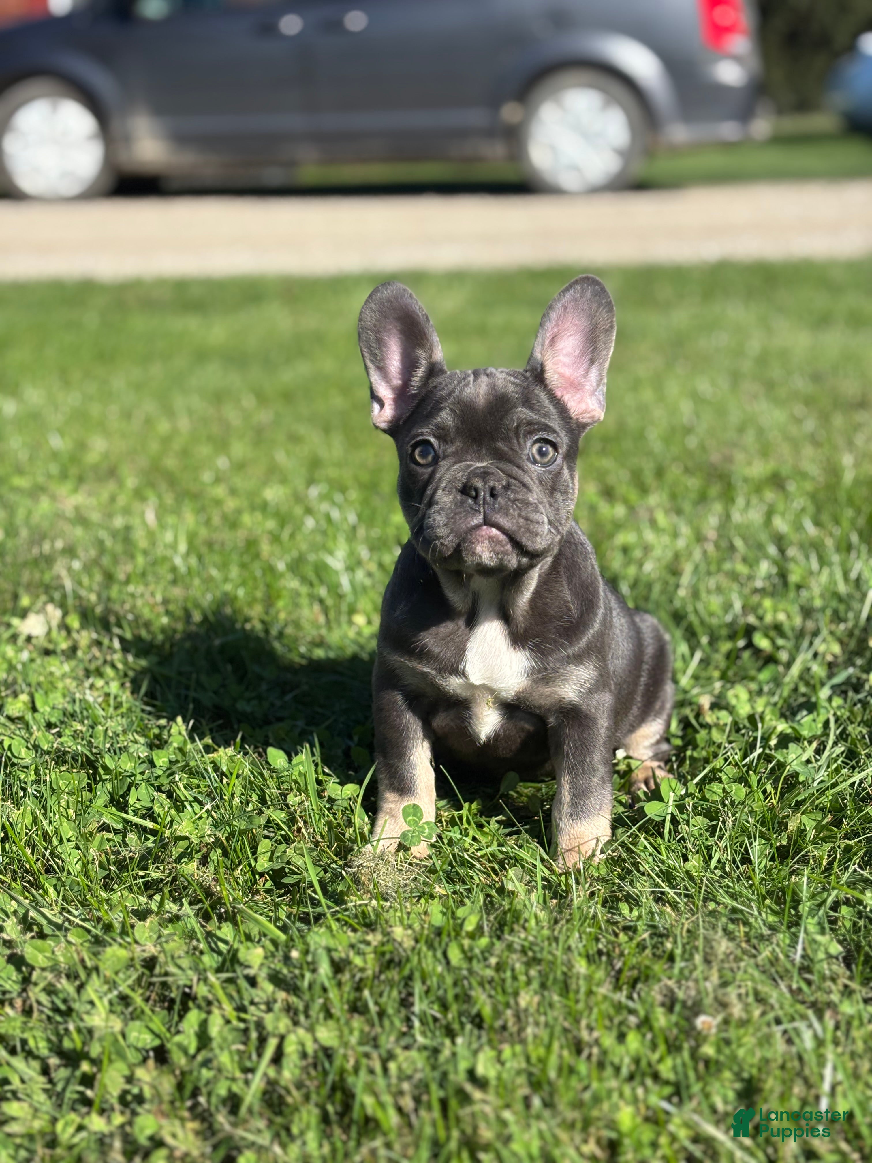 French Bulldog dogs  Kayla - Ad 1