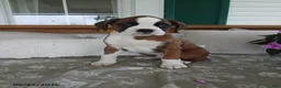 Boxer dogs for sale: Arthur - Ad 6