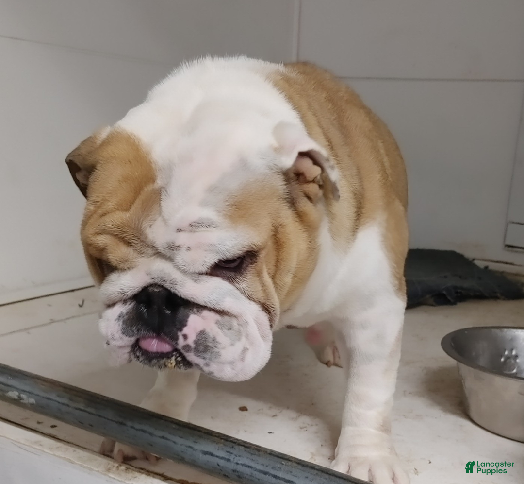 English Bulldog dogs for sale: Frankie - Ad 17