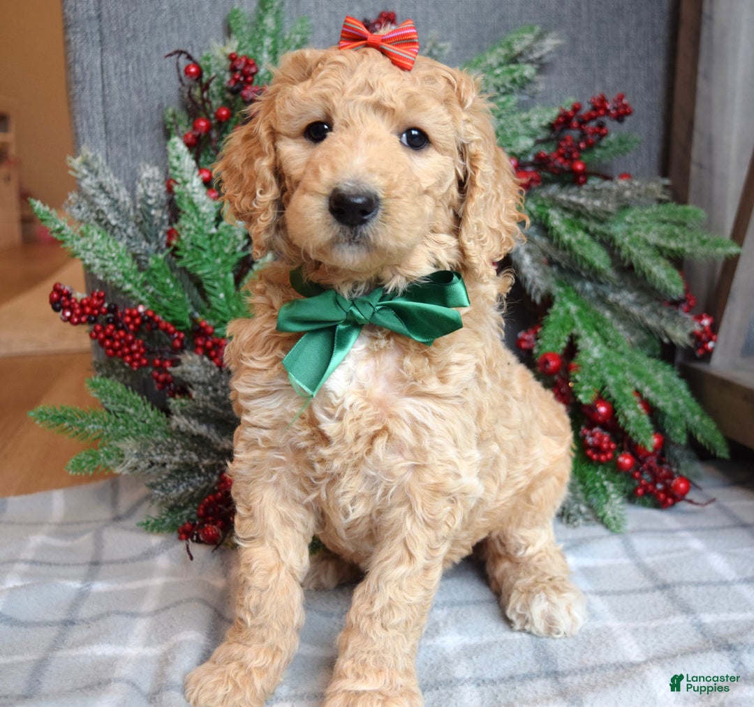 Goldendoodle dogs for sale: Piper - Ad 2