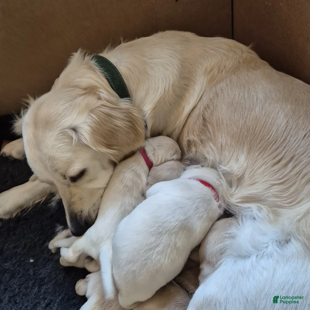 Golden Retriever dogs for sale: Golden Retriever Puppy 1 - Ad 2