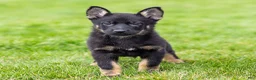 German Shepherd dogs for sale: Sebastian German Shepherd Puppy  - Ad 5