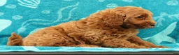 Mini Goldendoodle dogs for sale: Seager - Ad 9