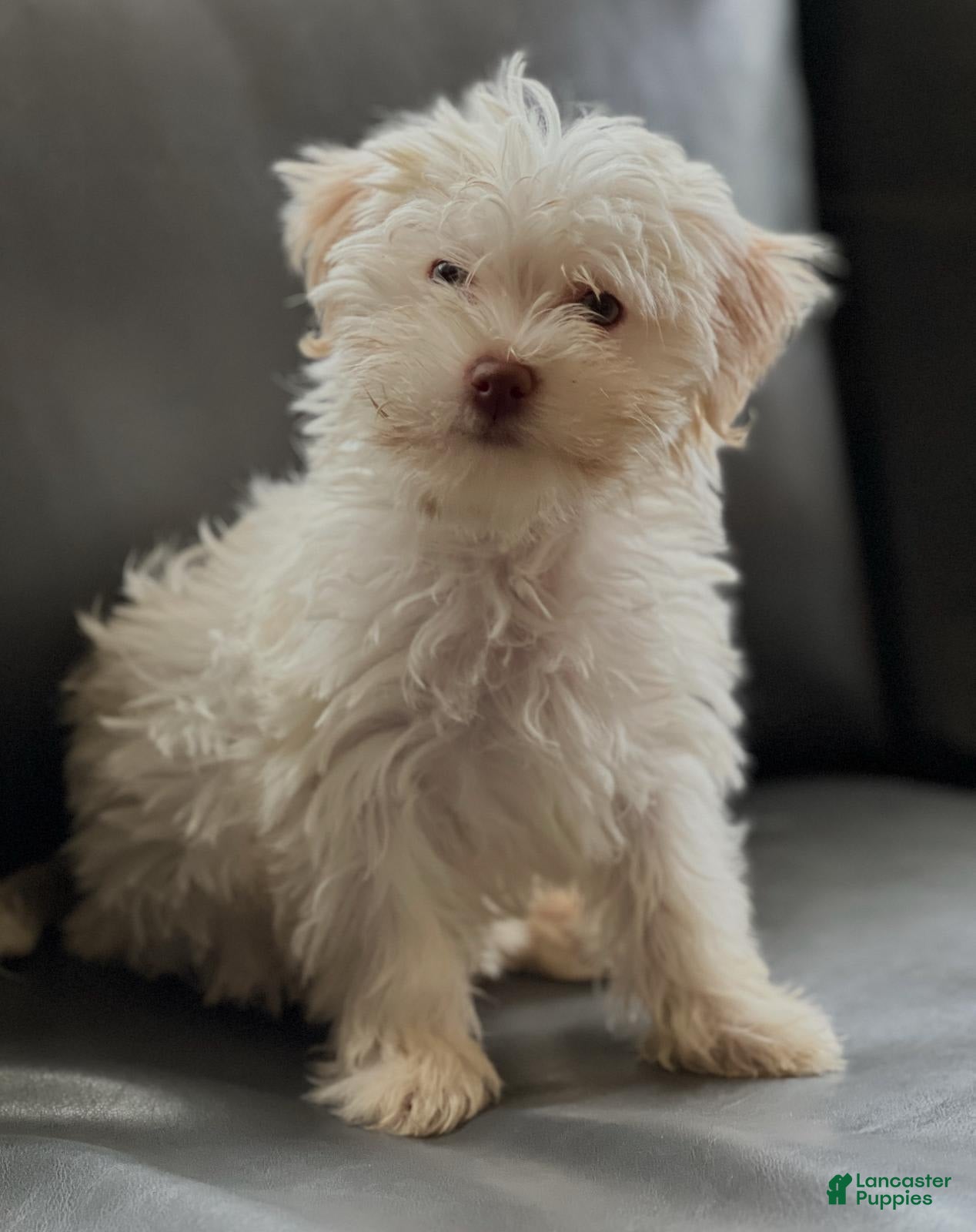 Collie Mix Gold Border Collie Puppies For Sale Golden Retriever