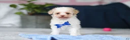 Toy Poodle dogs for sale: Crisco - Ad 10