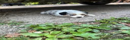 Australian Shepherd dogs for sale: Australian Shepherd 5 - Ad 3