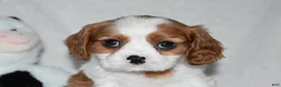 Cavalier King Charles Spaniel dogs for sale: Upton  - Ad 5