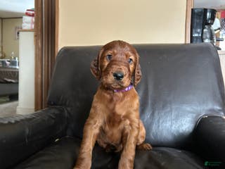 Irish Setter dogs Irish Setter Puppy 8 - Ad 8