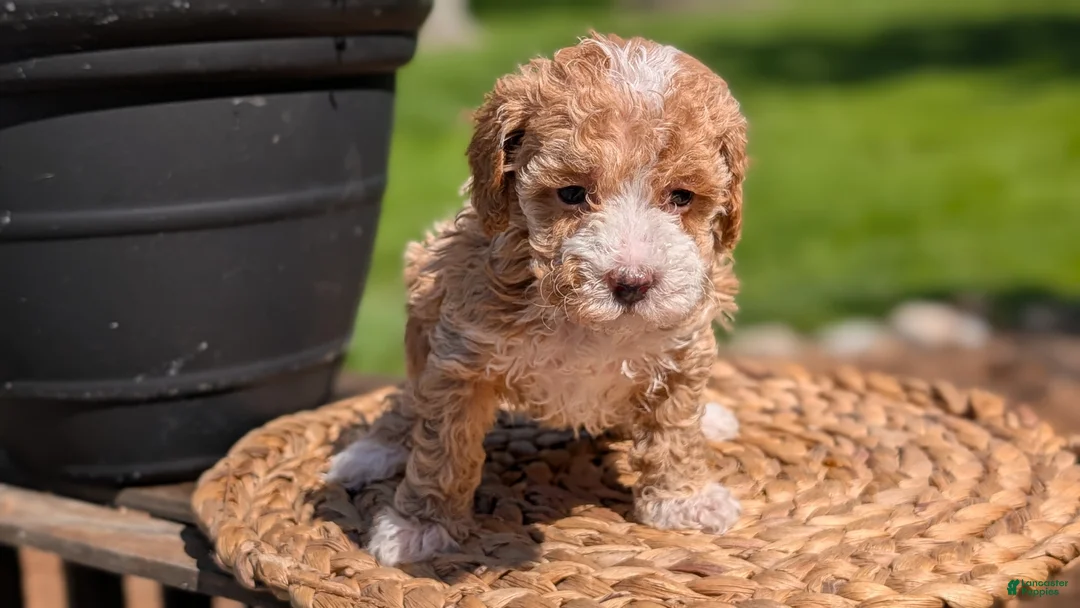 Miniature Poodle dogs for sale: Melody - Ad 2