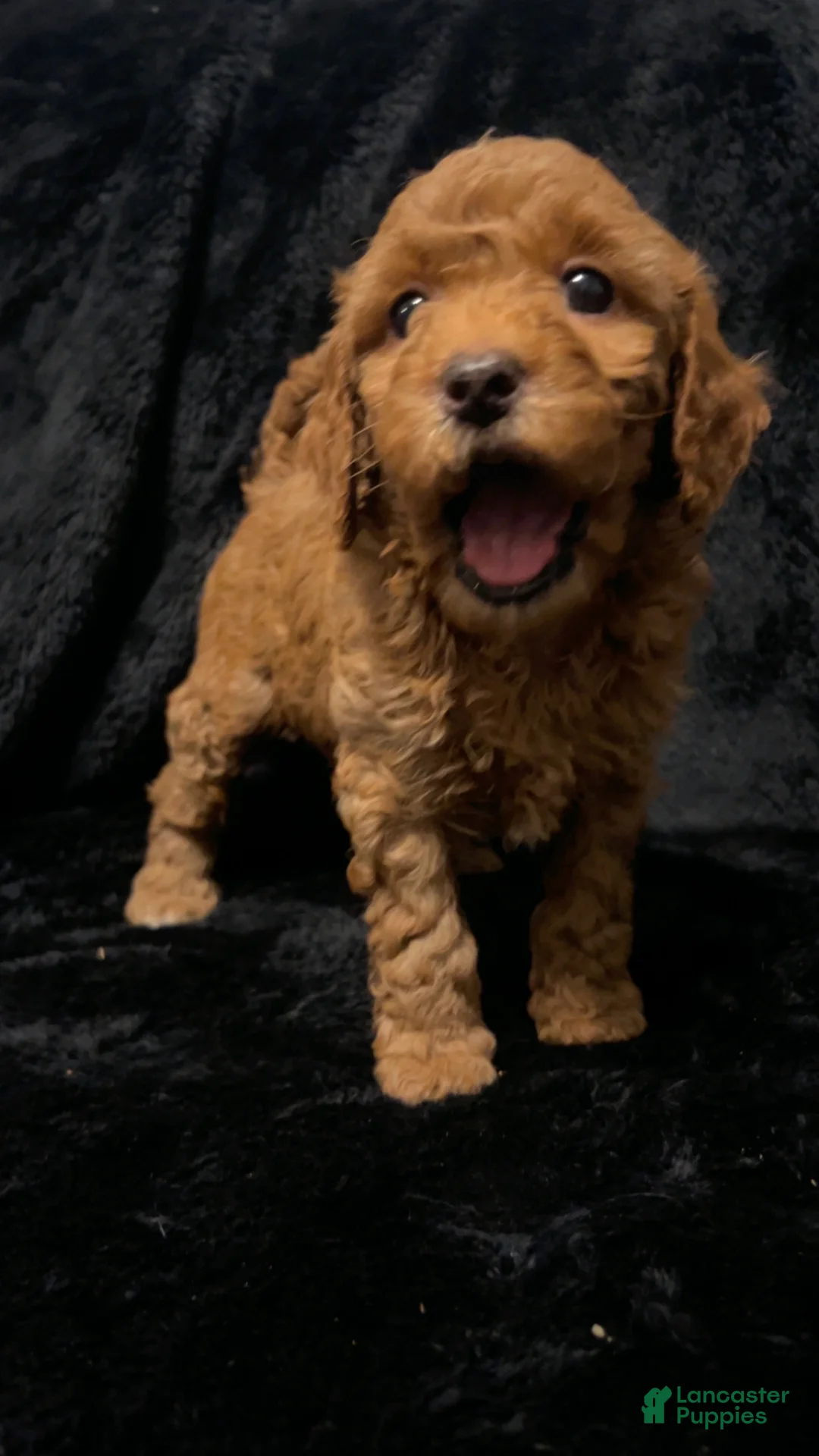 Mini Goldendoodle dogs for sale: Ms Strudel - Ad 9