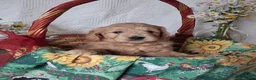 Mini Goldendoodle dogs for sale: Mini Goldendoodle, Braden - Ad 1