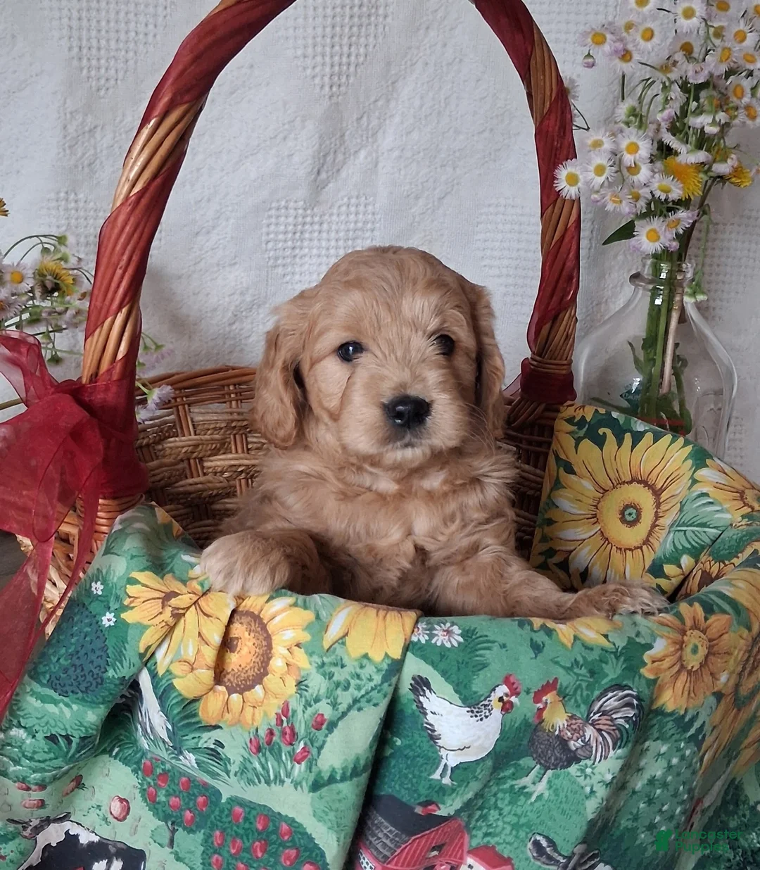 Mini Goldendoodle dogs for sale: Mini Goldendoodle, Braden - Ad 1