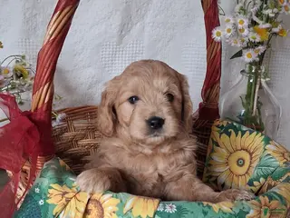 Mini Goldendoodle dogs for sale: Mini Goldendoodle, Braden - Ad 3