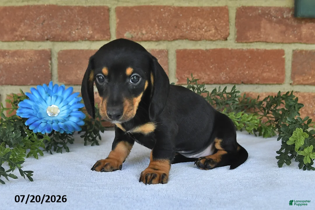 Miniature Dachshund dogs for sale: Julie - Ad 1