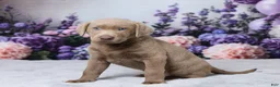Labrador Retriever dogs for sale: Doc - Ad 5