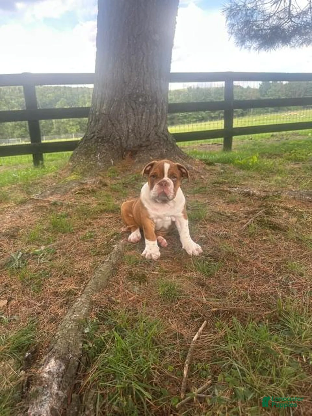 English Bulldog dogs for sale: Bella - Ad 17