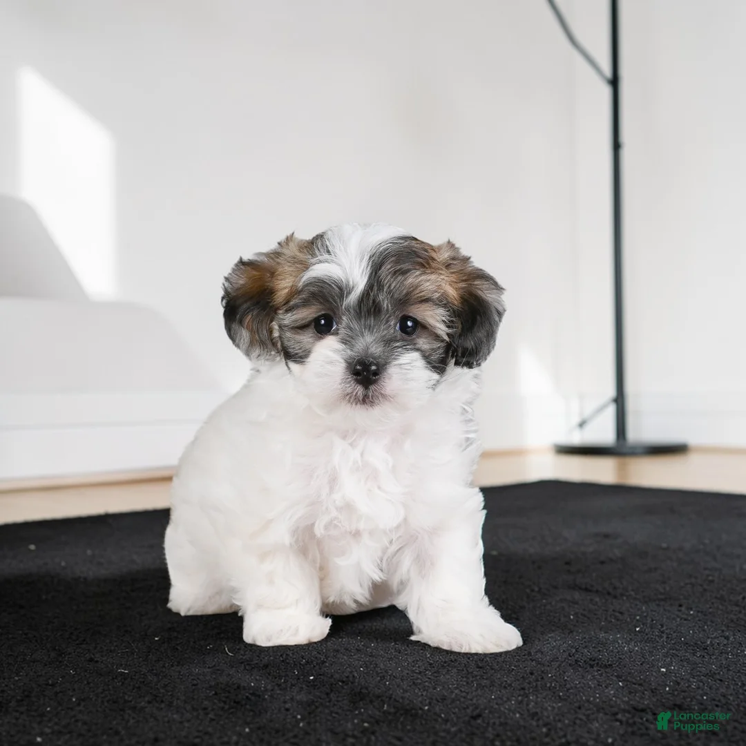 Maltipoo dogs for sale: KALA - Ad 13