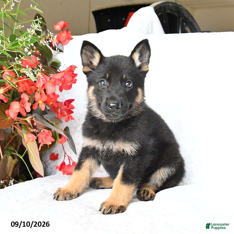 German Shepherd dogs Molly - Ad 1
