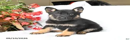 German Shepherd dogs for sale: Molly - Ad 1