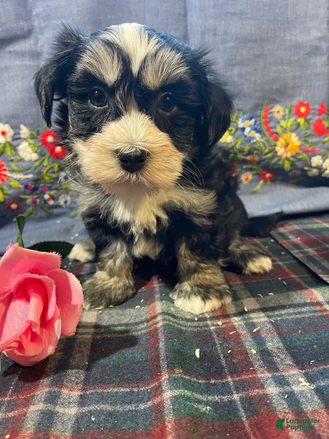 Havanese dogs for sale: Gizmo - Ad 3