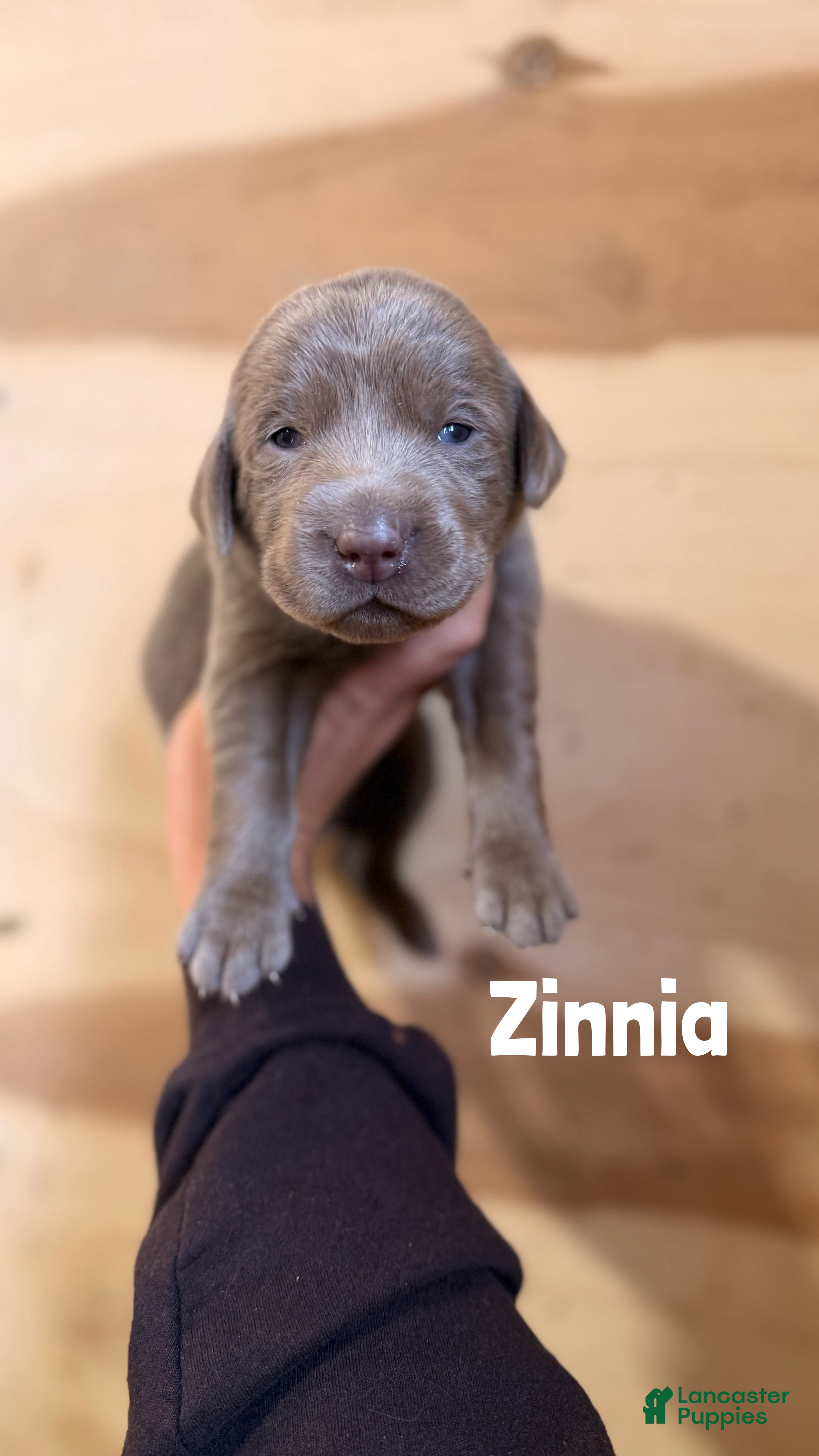 Labrador Retriever dogs Zinnia - Ad 39