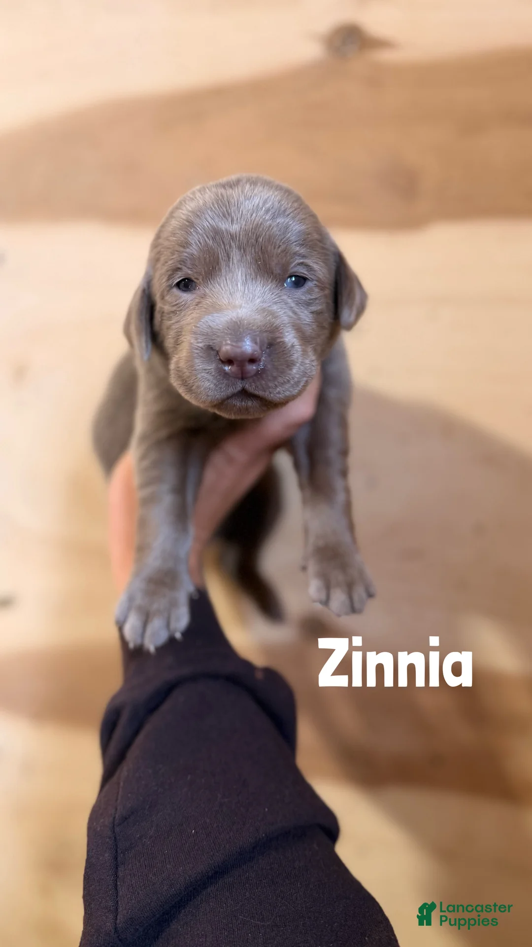 Labrador Retriever dogs for sale: Zinnia - Ad 1