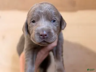 Labrador Retriever dogs Zinnia - Ad 39