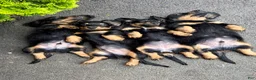Dachshund dogs for sale: Adena - Ad 4