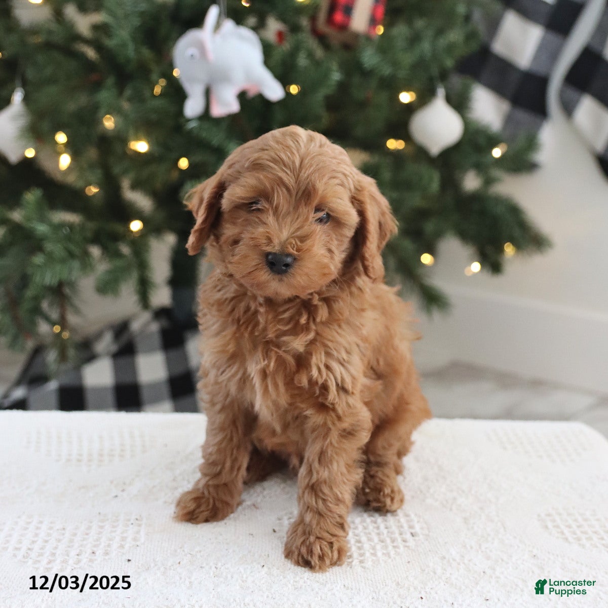 Cockapoo dogs Nacho - Ad 15