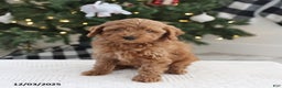 Cockapoo dogs for sale: Nacho - Ad 1
