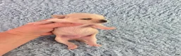Chihuahua dogs for sale: AKC Russell  - Ad 4