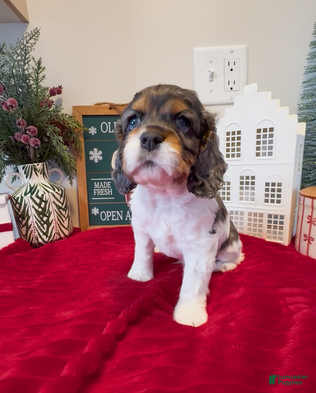 Cocker Spaniel dogs for sale: Knox - Ad 7