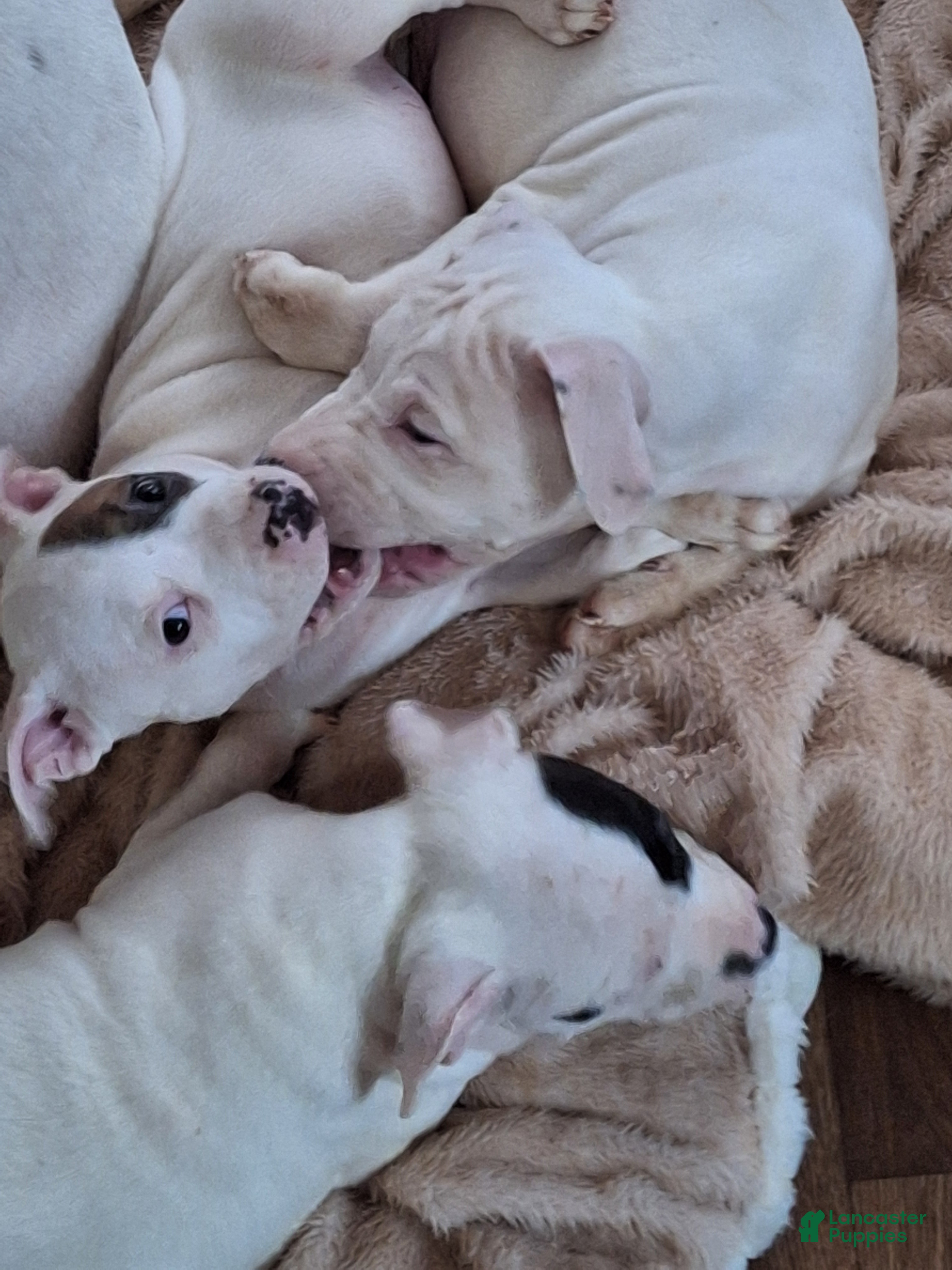 American Pit Bull Terrier dogs American Pit Bull Terrier 4 - Ad 1