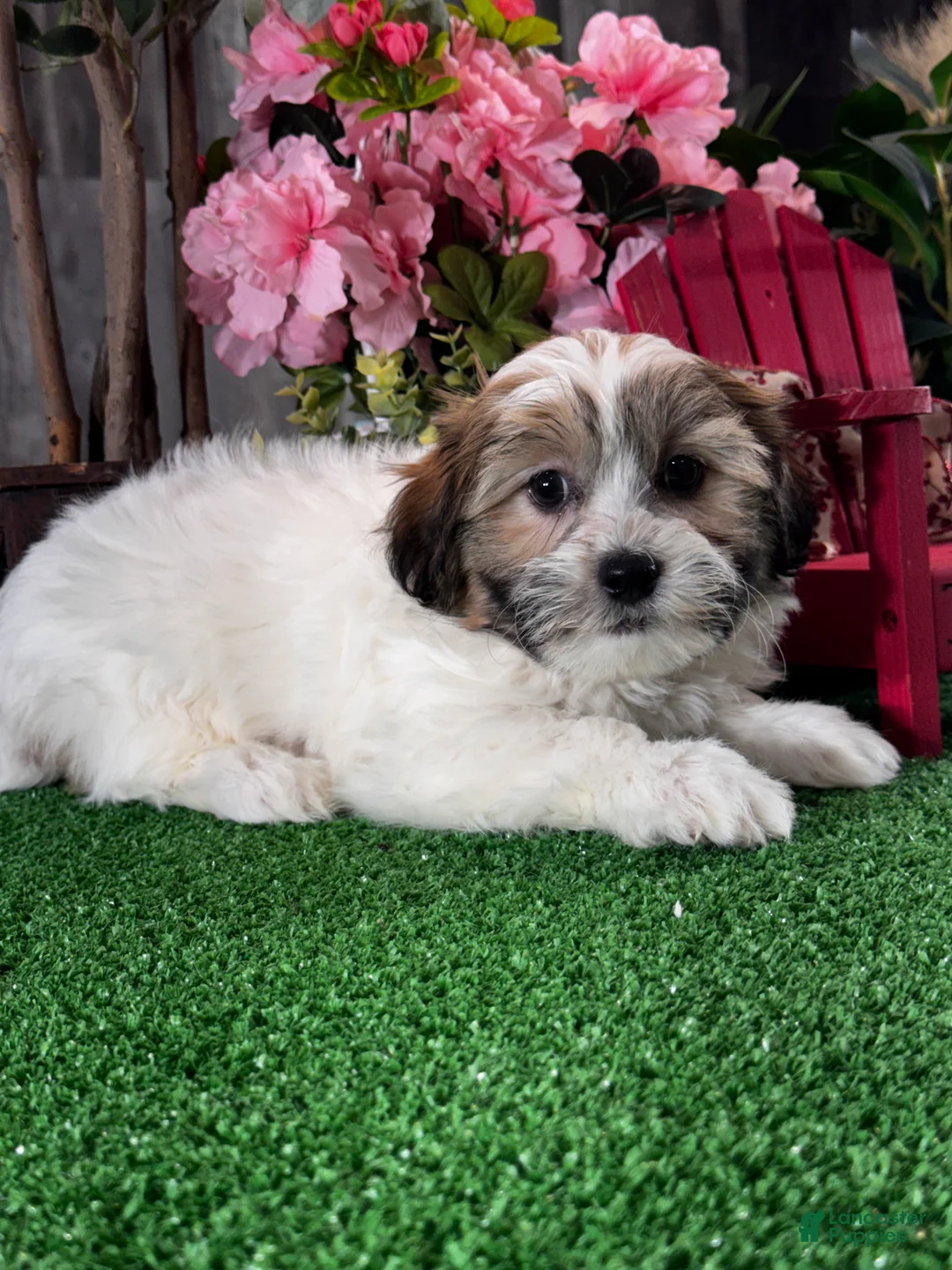 Teddy Bear dogs for sale: Jinx  - Ad 2