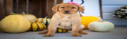 Labrador Retriever dogs for sale: NICKI - Ad 10