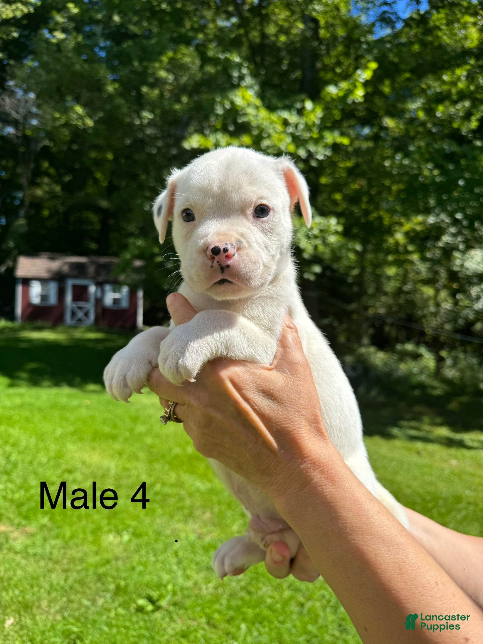 American Bulldog dogs Male 4 - Ad 1